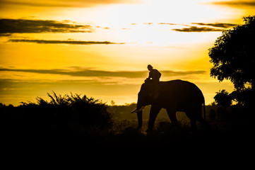 Fototapeta na wymiar Asian Elephant silhouette in thailand
