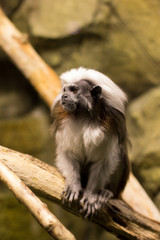 Tamarin on branch. Oedipus tamarin. Monkey