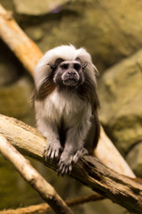 Tamarin on branch. Oedipus tamarin. Monkey