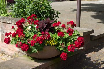 Pflanzschale mit Geranien