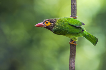 Brown-headed barbet in Minneriya national park, Sri Lanka