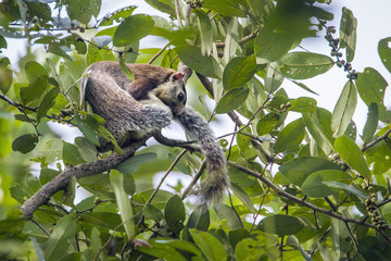 grizzled giant squirrel in Mynneriya national park,Sri Lanka