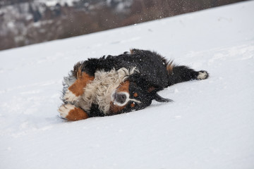 Obraz premium Nice bernese mountain dog playing in snow