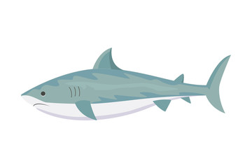 Obraz premium Vector shark character.