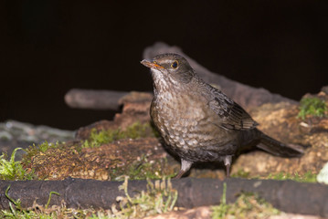 Blackbird - female