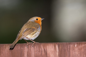European Robin, Erithacus rubecula