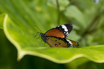 Papillon, Petit monarque, Danaus chrysippus