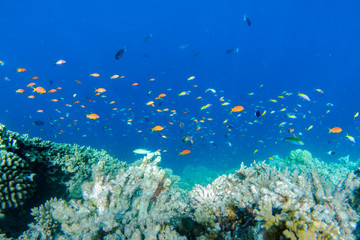 Underwater coral reef and fish in Indian Ocean, Maldives.
