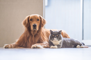 Golden Retriever and British Shorthair