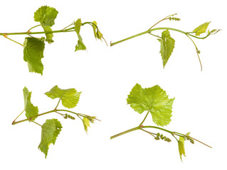 young vine grapes. isolated on white background. Set