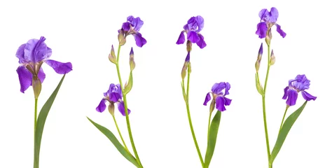 Gordijnen bloem paarse iris. Geïsoleerd op witte achtergrond © toomler