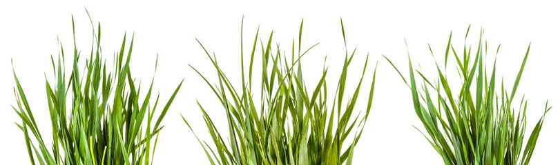 Green grass isolated on white background. Set