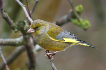 European greenfinch (Chloris chloris)