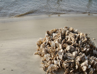 Oyster Shell Cluster On Beach