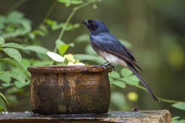 White-bellied drongo in Minneriya national park, Sri Lanka