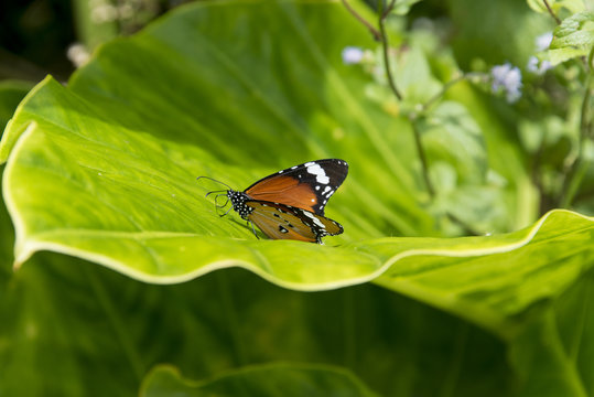 Papillon, Petit monarque, Danaus chrysippus