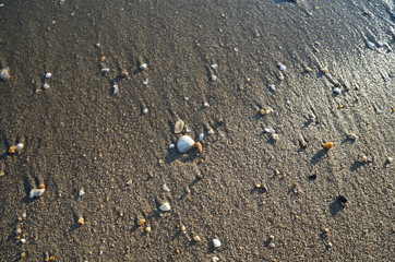Shells in the sand
