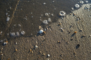 Shells in the sand