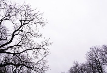Bare tree branches on white sky background.
