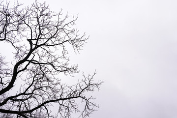 Obraz premium Bare tree branches on white sky background.