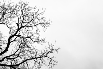 Bare tree branches on white sky background.