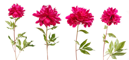 red peony flower. Isolated on white background. Set © toomler