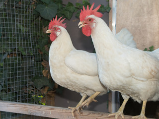 Two beautiful chickens outside on the farm