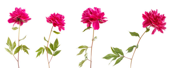 red peony flower. Isolated on white background. Set © toomler