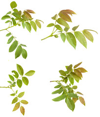 Fototapeta na wymiar walnut leaves on a branch. isolated on white background. Set
