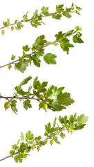 gooseberry bush branch with green leaves. isolated on white back