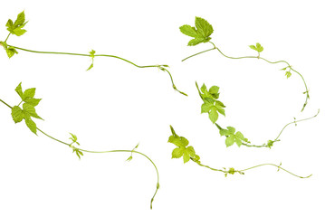 young shoots of hops isolated on white background. Set