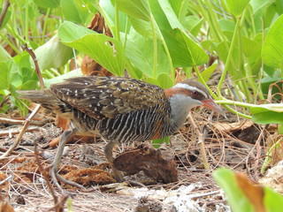 Râle tiklin (Gallirallus philippensis)