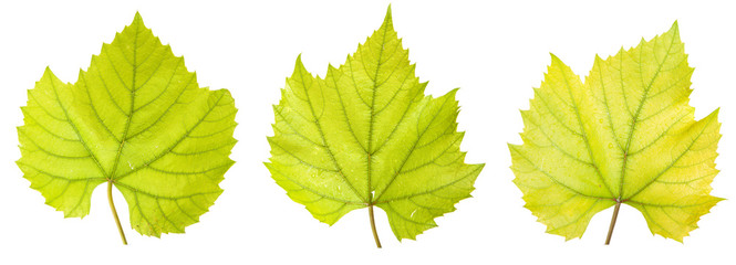 grape leaf. isolated on white background