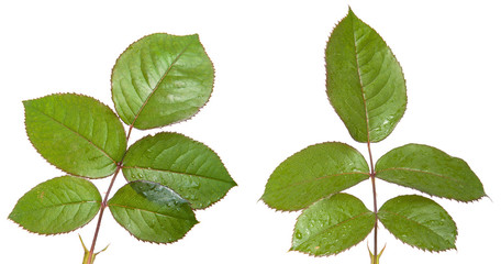 Fototapeta na wymiar green leaf rose. Isolated on white background