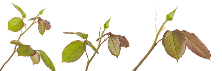 Obraz premium young sprout roses with tight buds. isolated on white background