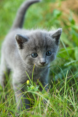 Fototapeta premium little smoky blue cat in green summer grass