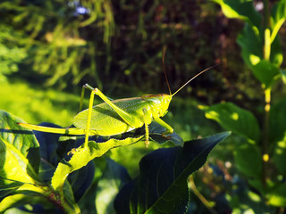 great horned green grasshopper sitting