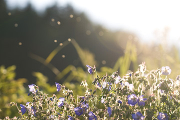 Blumen Österreich Gegenlicht