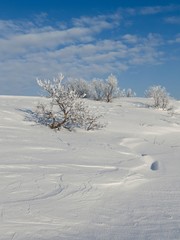 Winter landscape