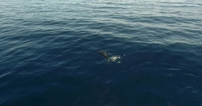 Pilot whale in blue water aerial shot. Diving whale in the ocean.