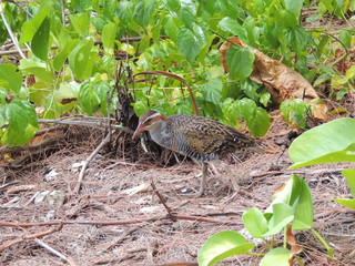 Râle tiklin (Gallirallus philippensis) 