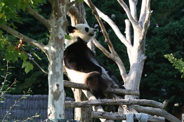 Panda Géant