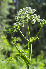 Flowering plant wild Angelica ( lat. Angelica sylvestris)
