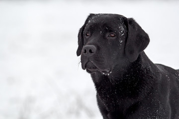 black labrador in the snow