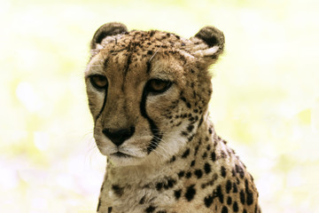 Cheetah portrait