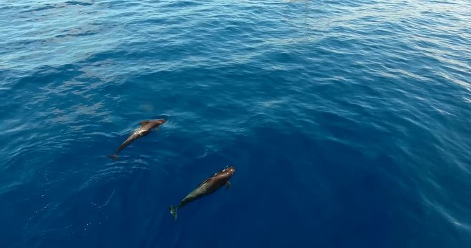 Pilot whales family in blue water aerial shot.