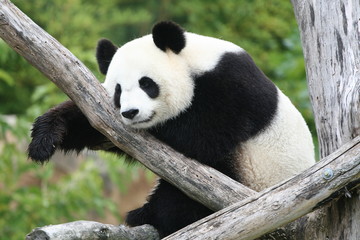 Fototapeta premium Panda Géant