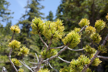 Montenegrin pine (branch)