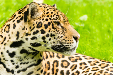 Portrait of a Jaguar. Panthera onca.