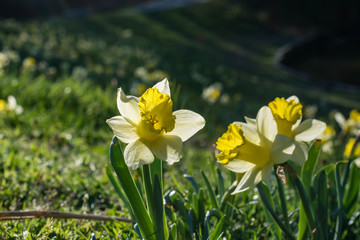 Fototapeta premium Daffodil flowers in spring sun warmth. New flowers. 